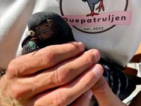 Bilde av en due som blir holdt