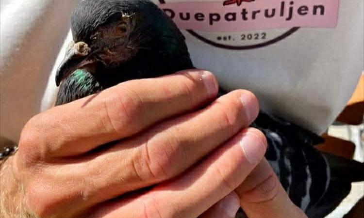 Bilde av en due som blir holdt