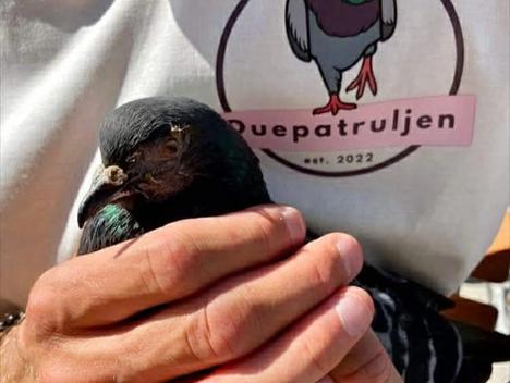 Bilde av en due som blir holdt