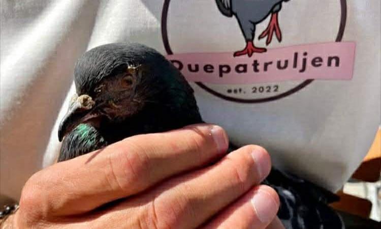 Bilde av en due som blir holdt