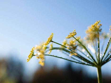 Bilde av gul blomst med vanndråper og en knallblå himmel bak  