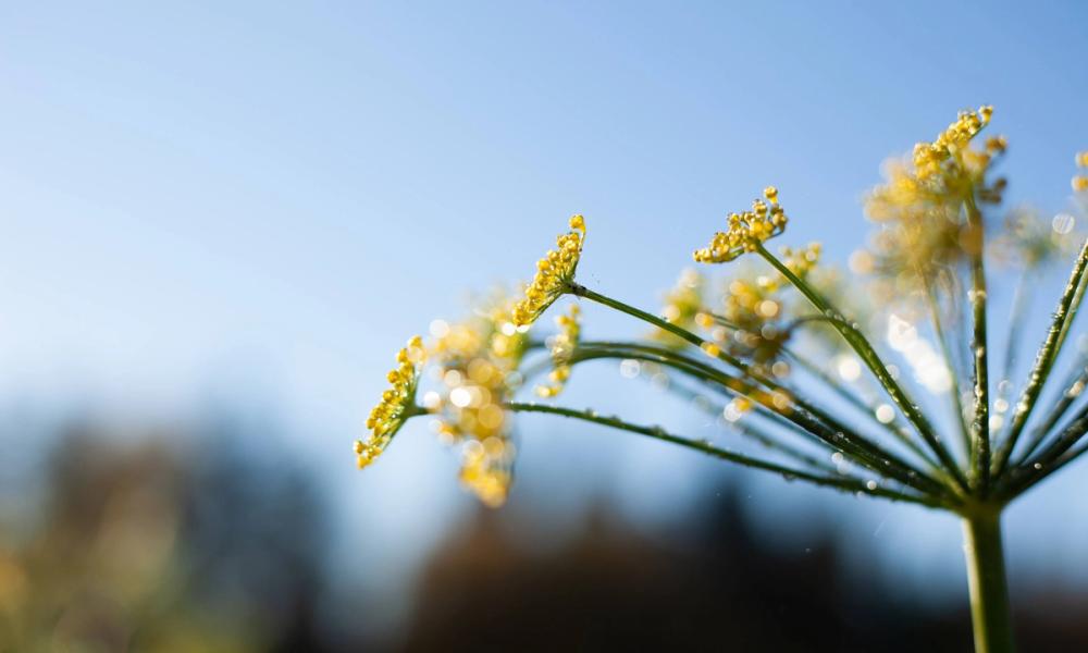 Bilde av gul blomst med vanndråper og en knallblå himmel bak