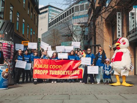 Bilde av en Anima-protest mot turbokyllinger og en person utkledd som en kylling