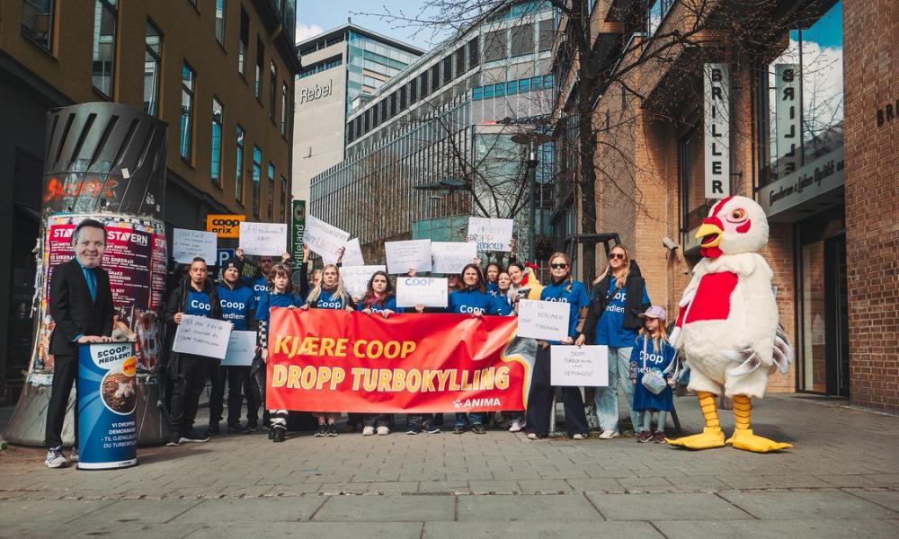 Bilde av en Anima-protest mot turbokyllinger og en person utkledd som en kylling