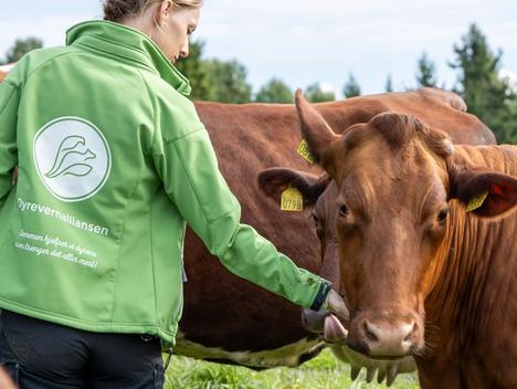 Bilde av en som jobber i Dyrevernalliansen som klapper en ku