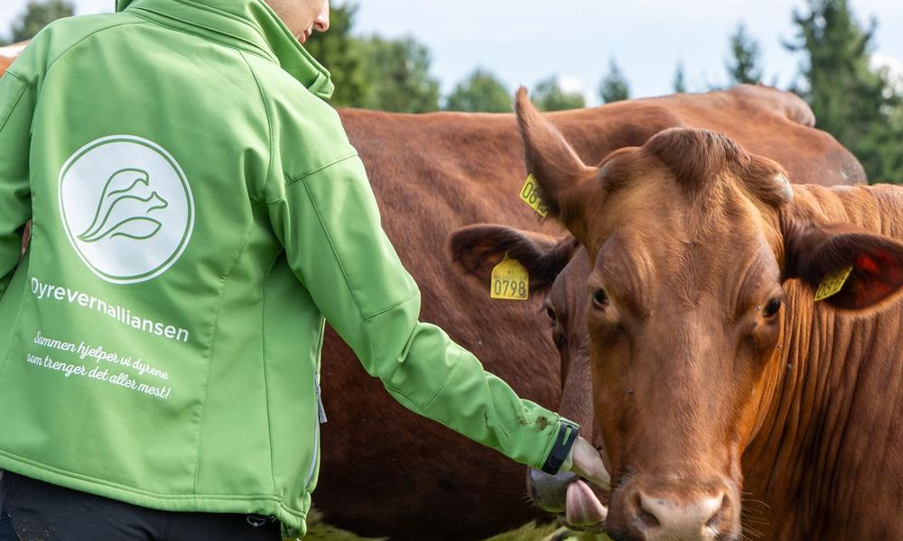 Bilde av en som jobber i Dyrevernalliansen som klapper en ku