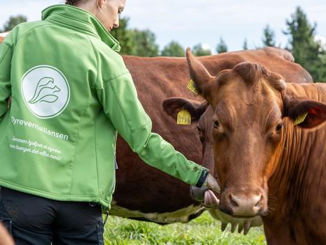 Bilde av en som jobber i Dyrevernalliansen som klapper en ku