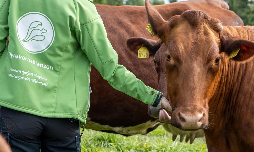 Bilde av en som jobber i Dyrevernalliansen som klapper en ku