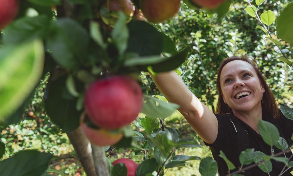En blid dame i en frodig eplehage som strekker seg etter modne, røde epler