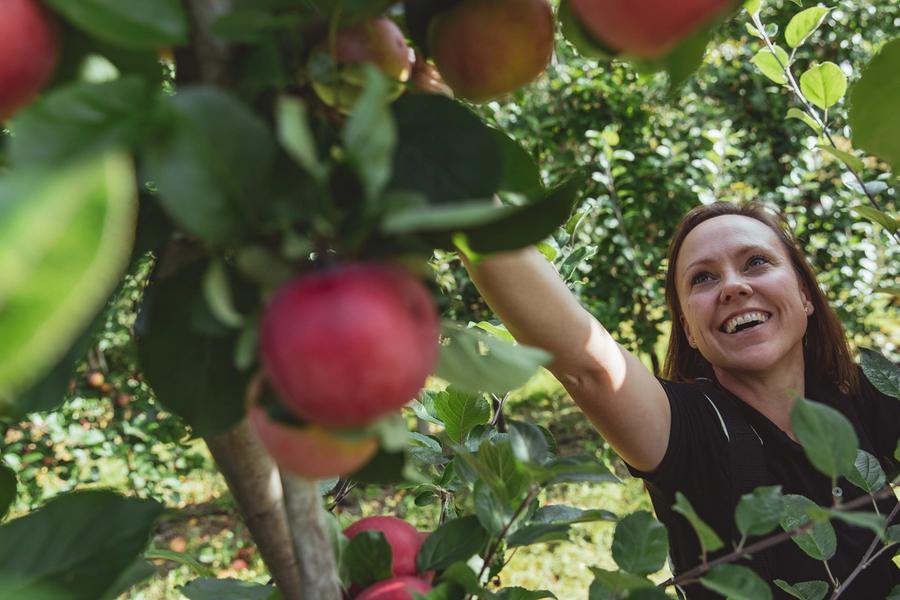 En blid dame i en frodig eplehage som strekker seg etter modne, røde epler