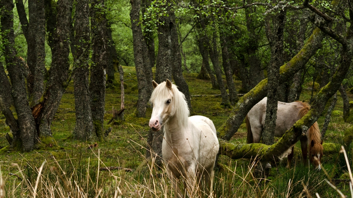 En hvit hest ute i en grønn skog.