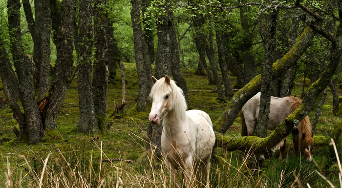 En hvit hest ute i en grønn skog. 