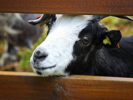 Bilde av geit som stikker hodet ut av et tregjerde