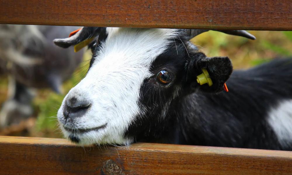 Bilde av geit som stikker hodet ut av et tregjerde