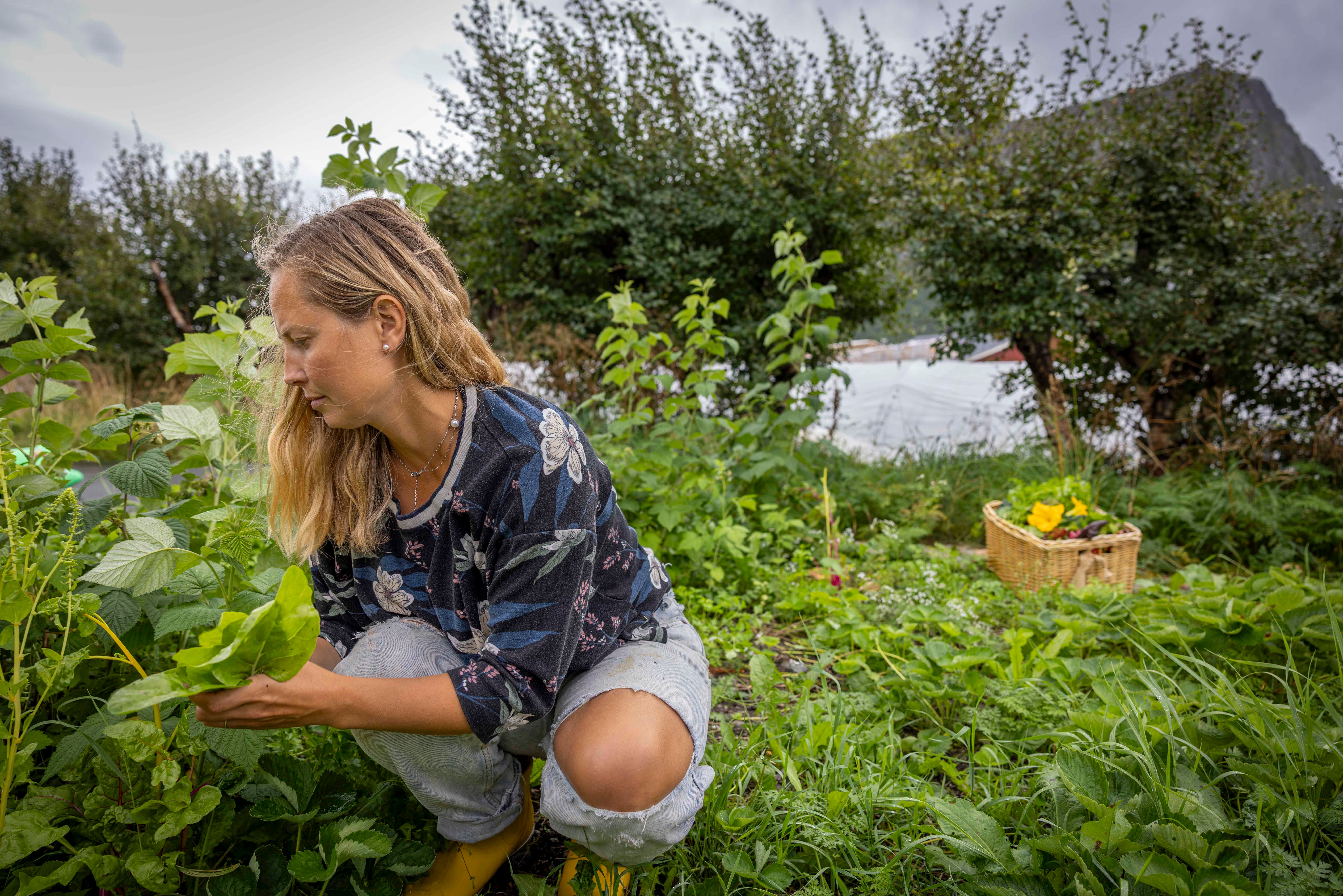 Kvinne ute i naturen som plukker planter