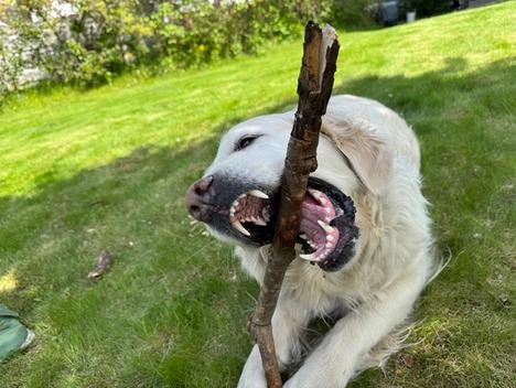 En hund biter over en pinne med et stort gap