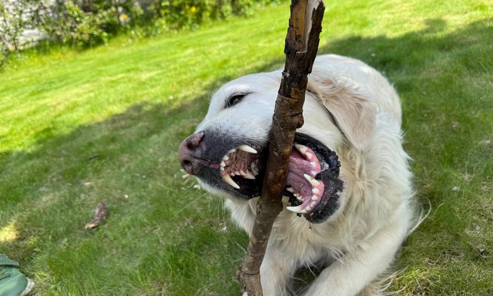 En hund biter over en pinne med et stort gap