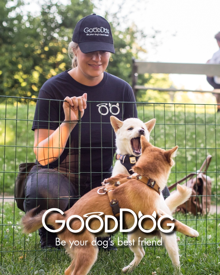 Bilde av en kvinne og to hunder som leker