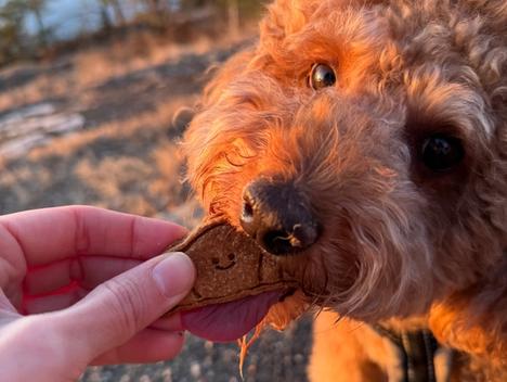 En hund får en håndlaget hundekjeks