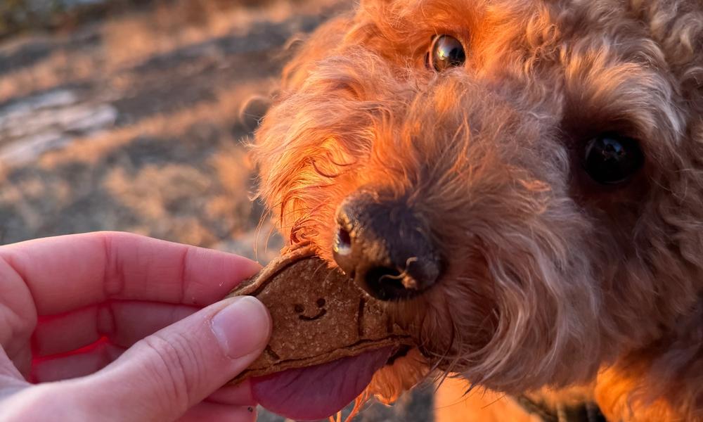 En hund får en håndlaget hundekjeks
