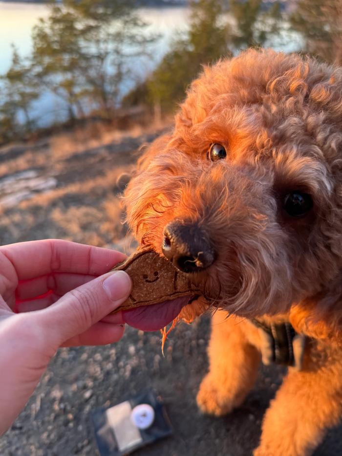 En hund får en håndlaget hundekjeks