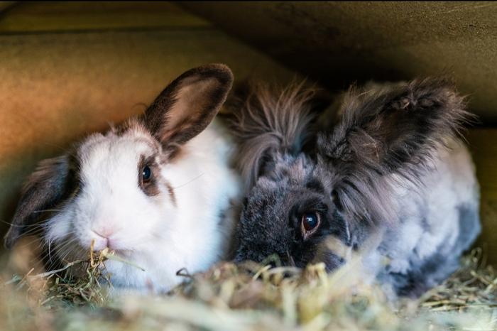 Bilde av to kaniner som spiser halm. 