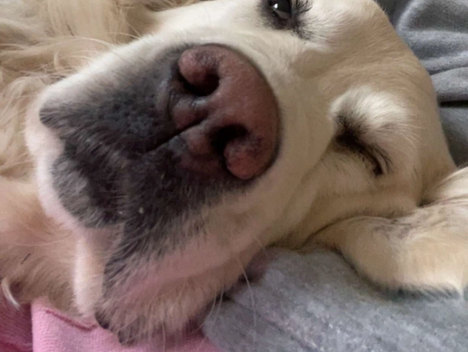 En hundesnute ser inn i kamera