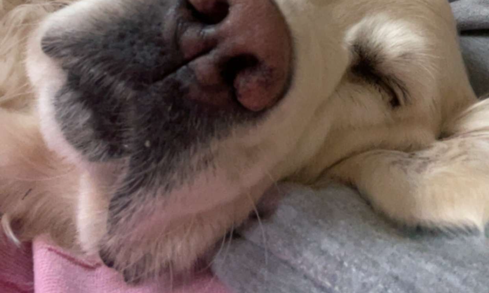 En hundesnute ser inn i kamera