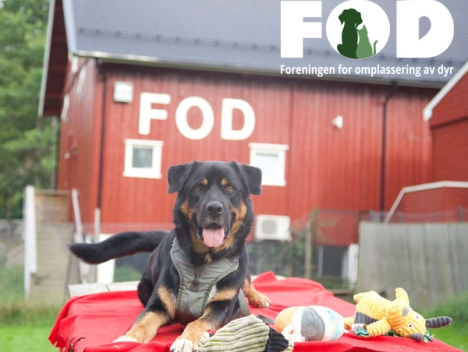 Hund som løper i full fart gjennom en eldre skog med sol