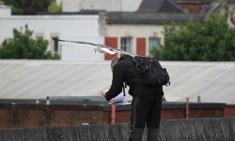 En måke som flyr rett over en person