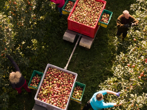 Bilde av en perfekt modnet bringebærklase
