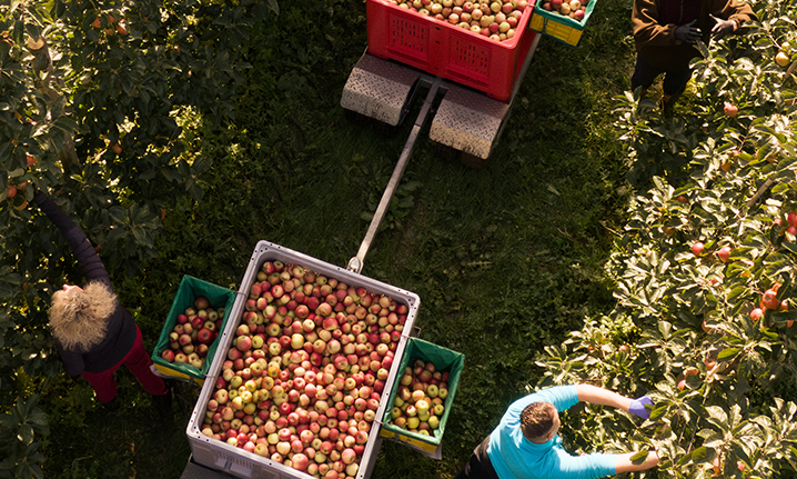 Bilde av en perfekt modnet bringebærklase