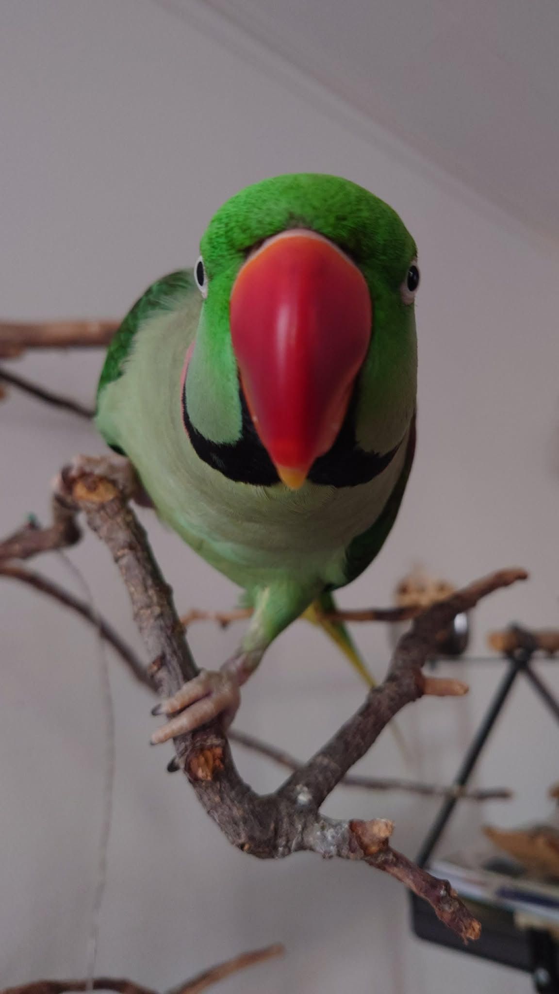 Bilde av en fugl som titter inn i kamera