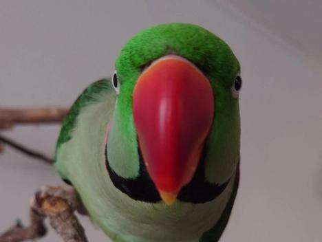 Bilde av en fugl som titter inn i kamera