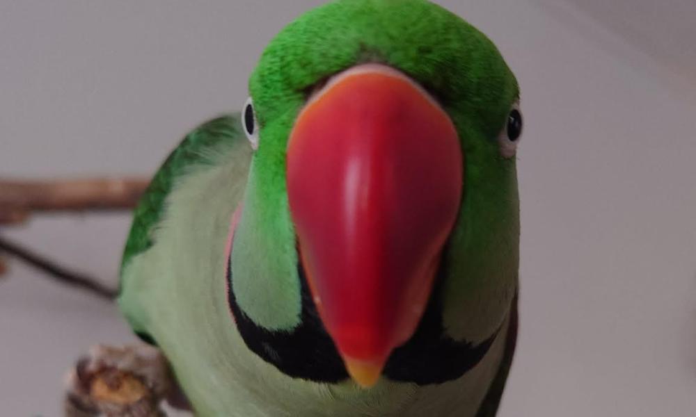 Bilde av en fugl som titter inn i kamera