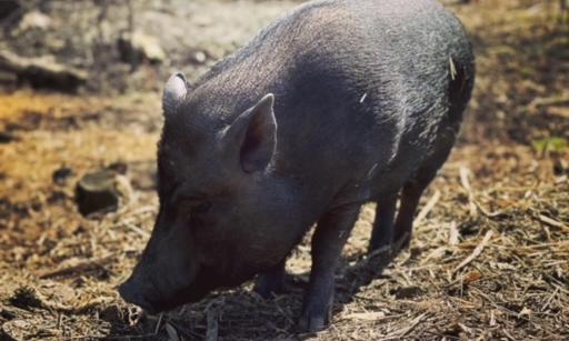 Bilde av en svart gris på frimark i vårsol