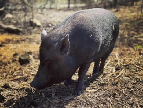 Bilde av en svart gris på frimark i vårsol