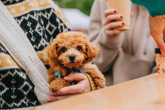 Søt hund som sitter på fanget til en gjest