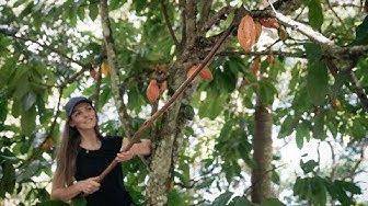 Bilde av Vigdis Rosenkilde som plukker ned kakaofrukt