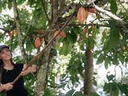 Bilde av Vigdis Rosenkilde som plukker ned kakaofrukt