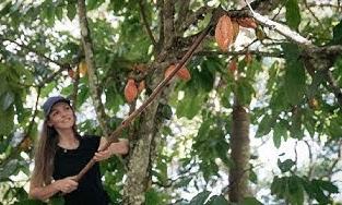 Bilde av Vigdis Rosenkilde som plukker ned kakaofrukt