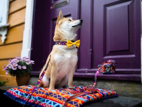 Bilde av en hund med gul sløyfe rundt halsen som sitter på et fargerikt hundeteppe foran en fargerik dør 