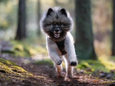 Hund som løper i full fart gjennom en eldre skog med sol