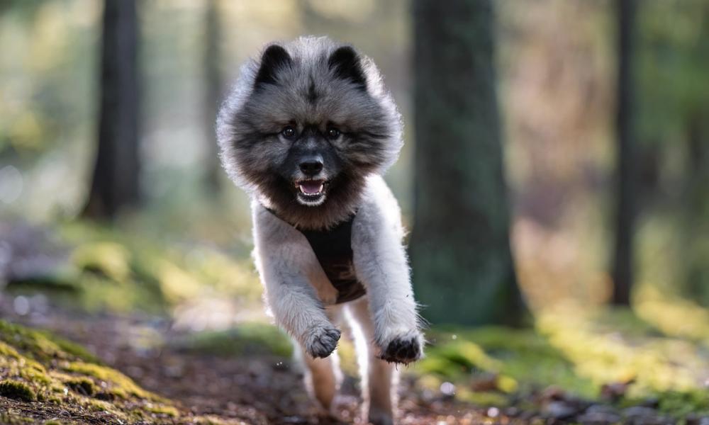 Hund som løper i full fart gjennom en eldre skog med sol