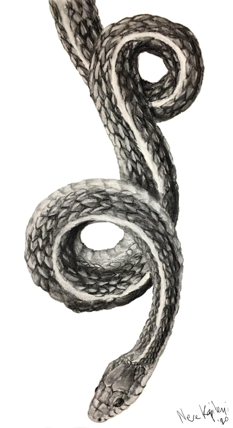 Charcoal drawing of a coiling snake descending.