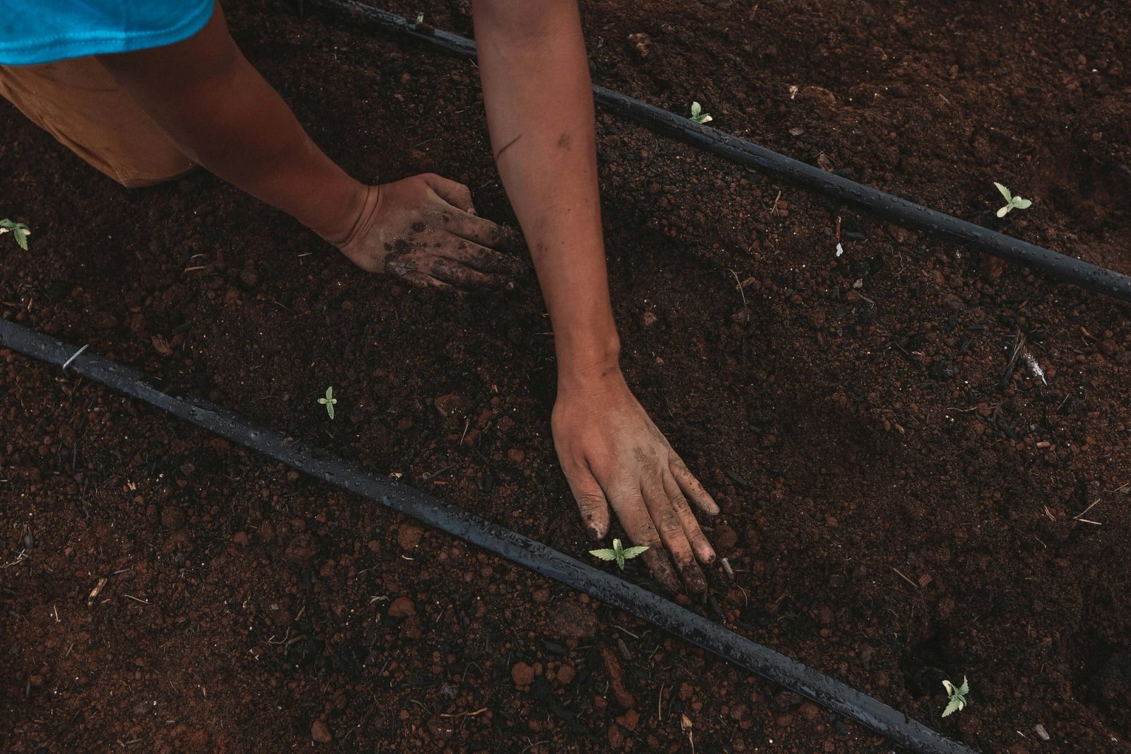 A worker's hands press soil around seedlings beside black drip irrigation lines laid across a dark planting bed.