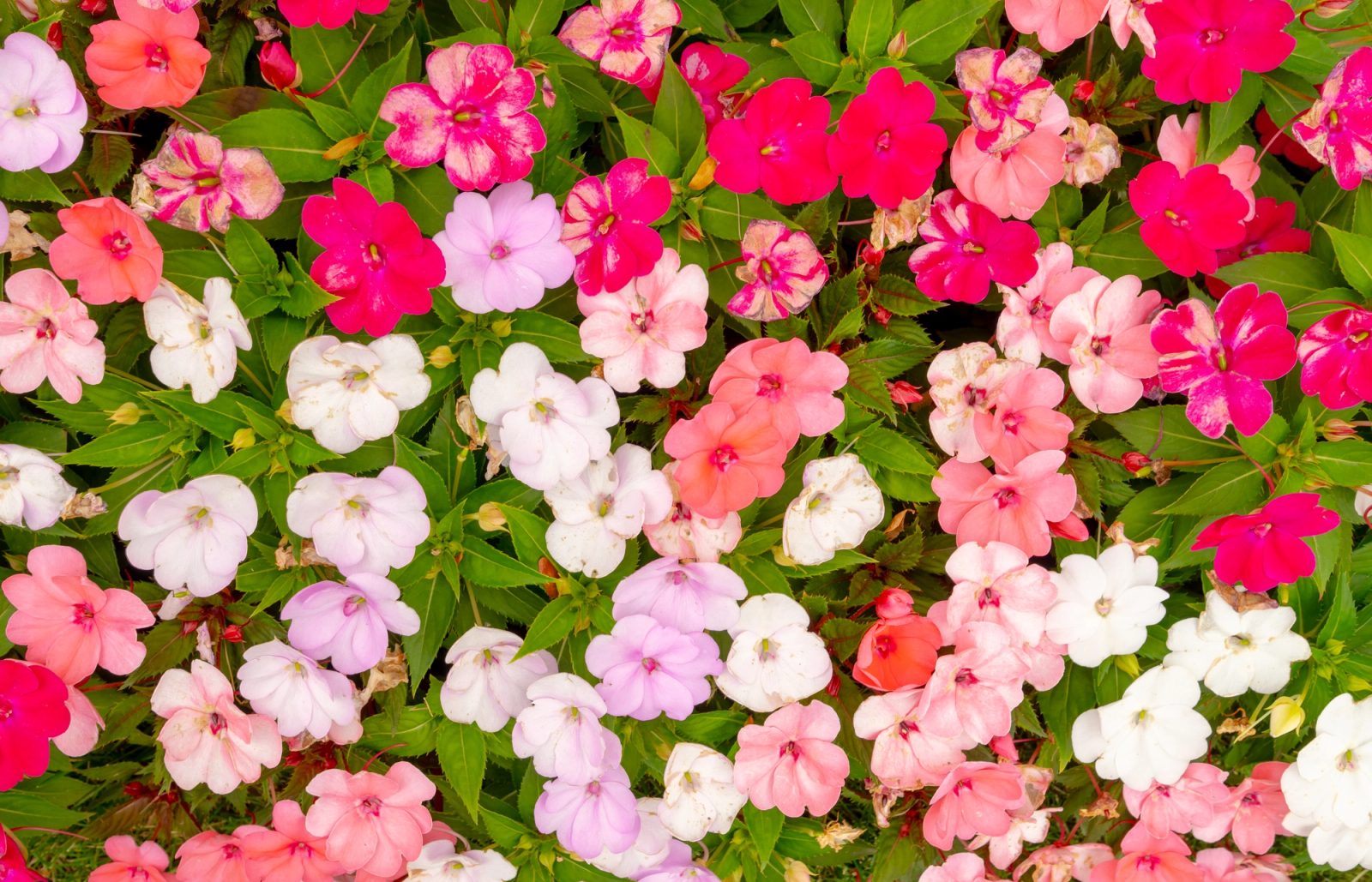 Close-up of pink, red and white impatiens blooms.