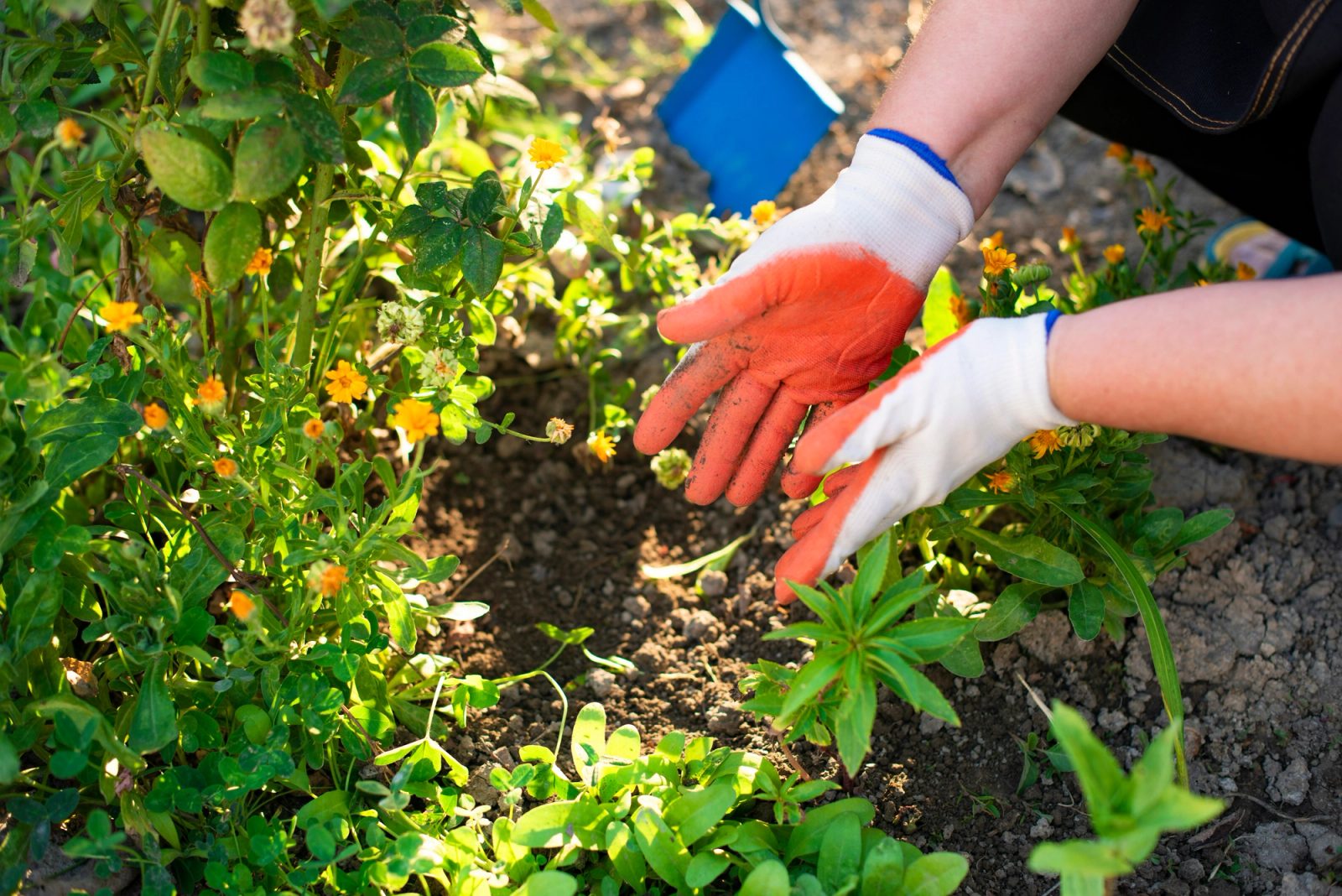 Gloved hands setting young perennials into fresh soil in a sunlit garden bed.
