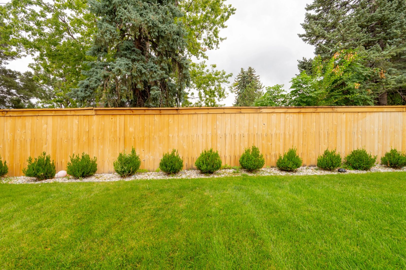 New cedar privacy fence lined with a row of small shrubs above a green lawn.