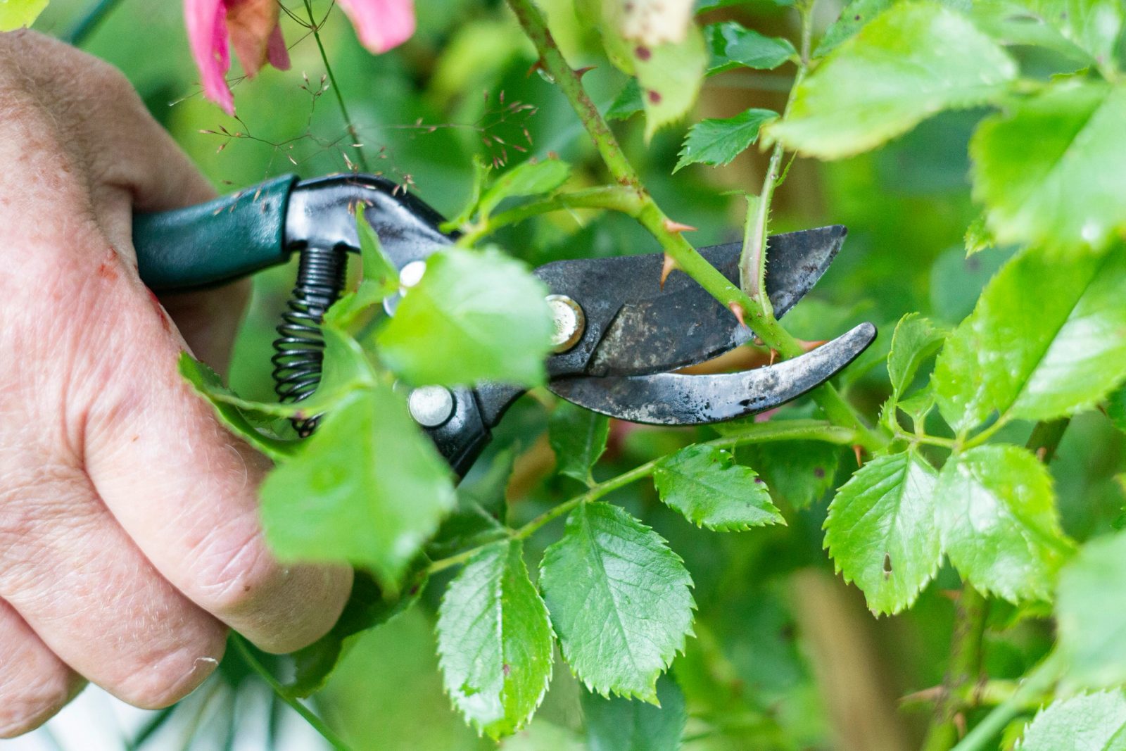 A hand using bypass secateurs to prune a leafy rose stem.